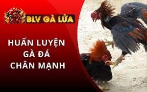 Huấn Luyện Gà Đá Chân Mạnh
