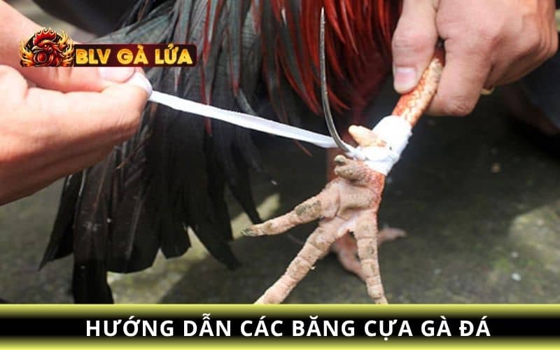 Hướng dẫn cách băng cựa gà đá Hướng dẫn cách băng cựa gà đá