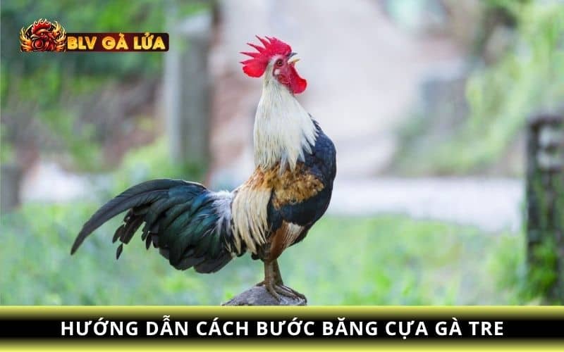 Hướng dẫn cách băng cựa gà tre Hướng dẫn cách băng cựa gà tre