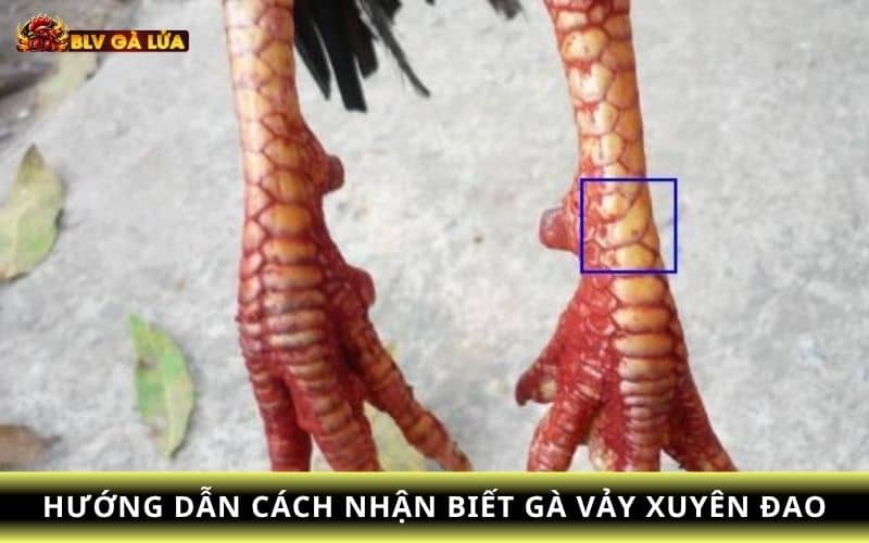 Hướng dẫn cách nhận diện gà vảy xuyên đao Hướng dẫn cách nhận diện gà vảy xuyên đao