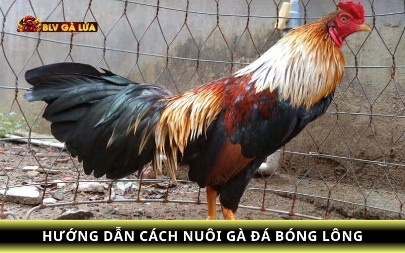 Hướng dẫn cách nuôi gà đá bóng lông Hướng dẫn cách nuôi gà đá bóng lông