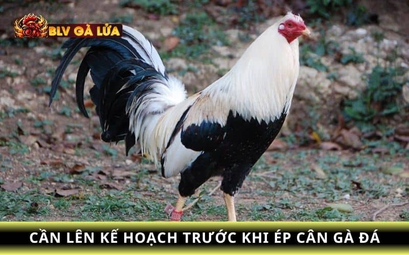 Kế hoạch ép cân cho gà đá Kế hoạch ép cân cho gà đá