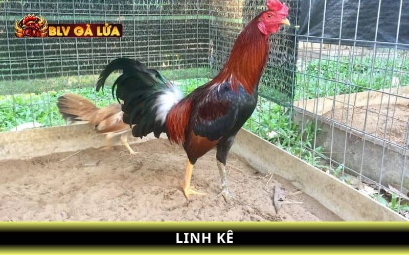 Linh kê Linh kê