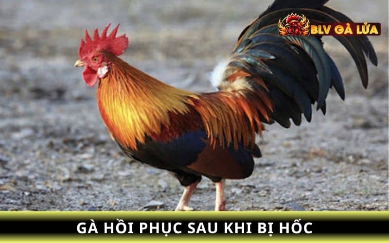 Một số cách chữa trị gà đá không bị hốc Một số cách chữa trị gà đá không bị hốc