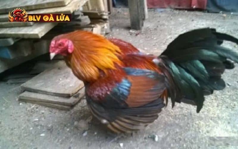 Một số dấu hiệu nhận biết gà bị gãy cánh đơn giản Một số dấu hiệu nhận biết gà bị gãy cánh đơn giản