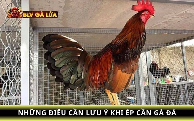 Một số điều cần lưu ý khi ép cần gà đá Một số điều cần lưu ý khi ép cần gà đá