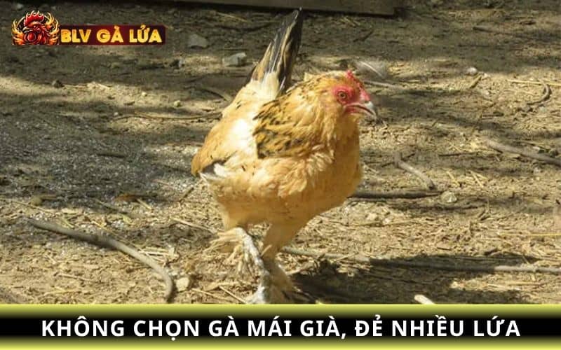 Một số lưu ý khi chọn gà mái làm giống