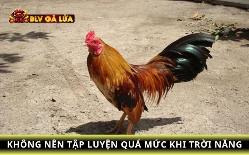 Nên tránh tập luyện cho gà vào buổi trưa