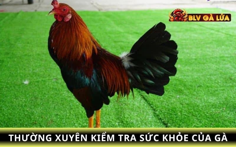 Người nuôi nên thường xuyên kiểm tra sức khỏe của gà sau mỗi buổi tập Người nuôi nên thường xuyên kiểm tra sức khỏe của gà sau mỗi buổi tập