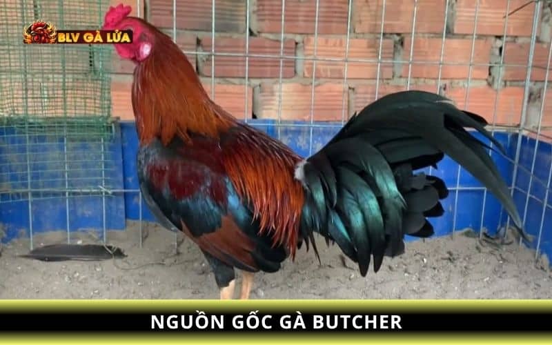 Nguồn gốc của giống gà Butcher Nguồn gốc của giống gà Butcher