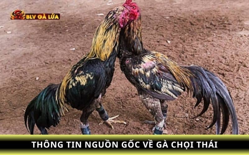 Nguồn gốc về gà chọi Thái Nguồn gốc về gà chọi Thái