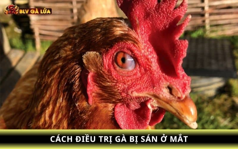 Những cách điều trị gà bị sán ở mắt gà chọi Những cách điều trị gà bị sán ở mắt gà chọi
