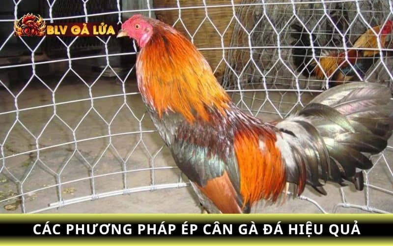 Những cách ép cân cho gà đá hiệu quả Những cách ép cân cho gà đá hiệu quả