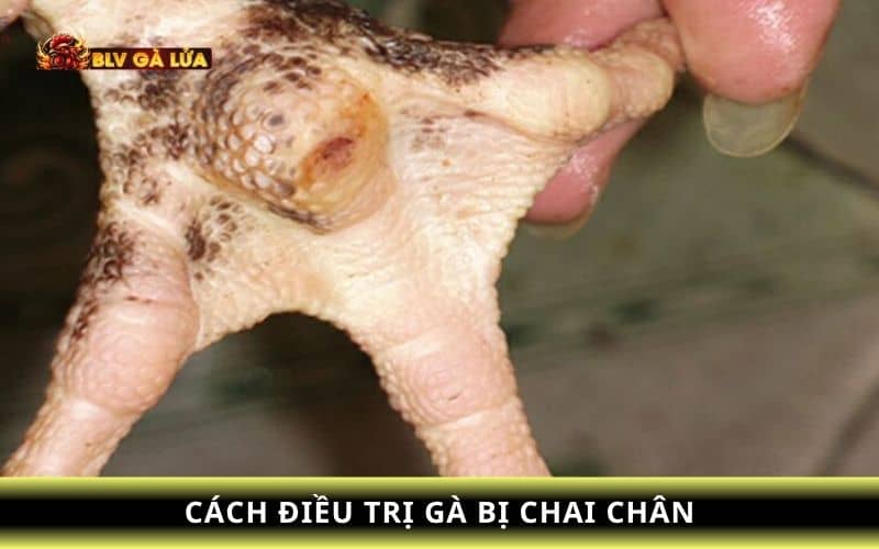 Những cách giúp gà chọi hết bị chai chân Những cách giúp gà chọi hết bị chai chân