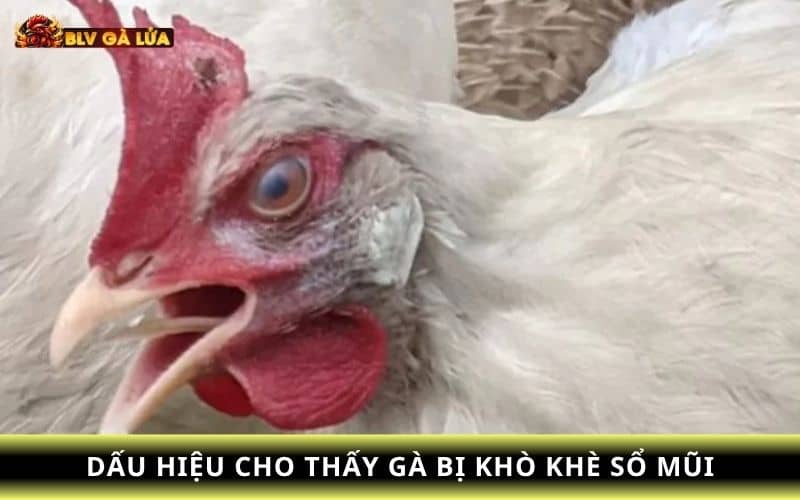 Những dấu hiệu cho thấy gà đang bị khò khè và sổ mũi Những dấu hiệu cho thấy gà đang bị khò khè và sổ mũi