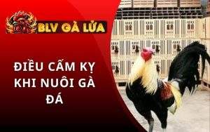 Những Điều Cấm Kỵ Khi Nuôi Gà Đá
