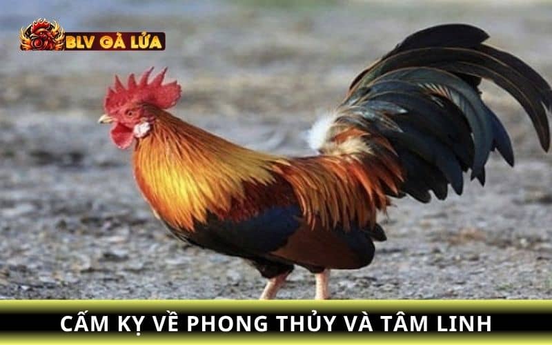 Những điều cấm kỵ về tâm linh khi nuôi gà đá Những điều cấm kỵ về tâm linh khi nuôi gà đá