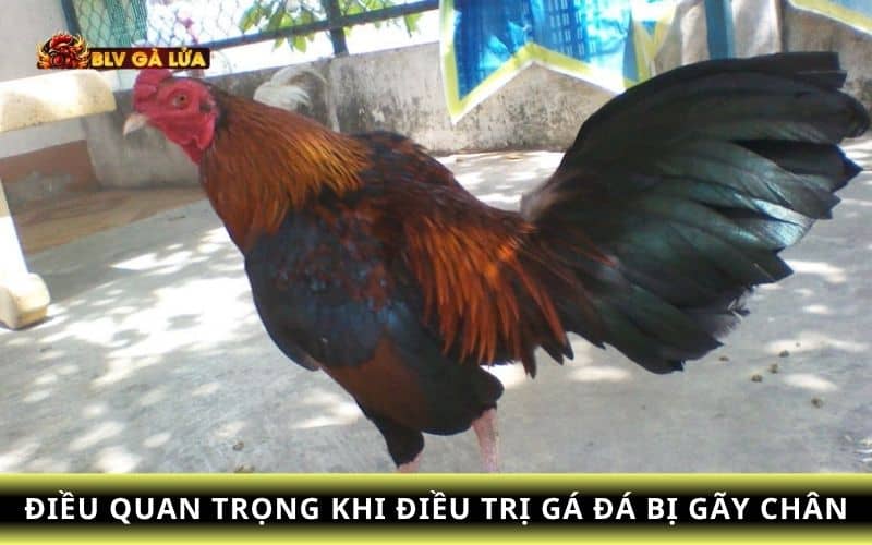 Những điều cần lưu ý trong quá trình điều trị gà đá bị gãy chân Những điều cần lưu ý trong quá trình điều trị gà đá bị gãy chân
