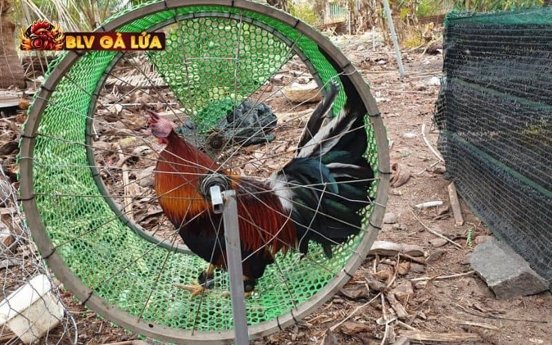 Những giai đoạn tập luyện cho gà đá bị gãy cánh Những giai đoạn tập luyện cho gà đá bị gãy cánh