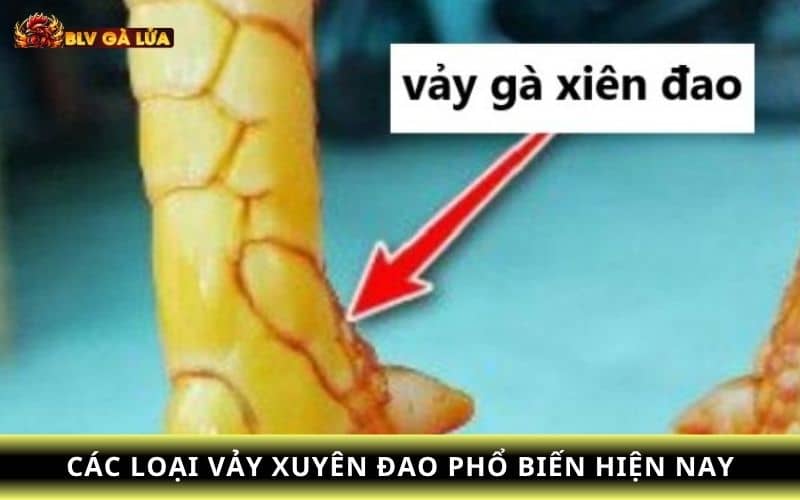 Những loại vảy xuyên đao phổ biến Những loại vảy xuyên đao phổ biến