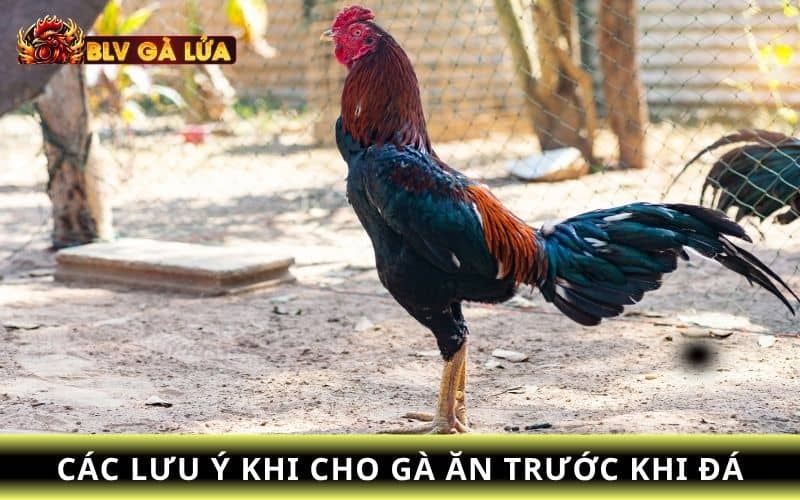 Những lưu ý khi cho gà ăn trước khi đá Những lưu ý khi cho gà ăn trước khi đá