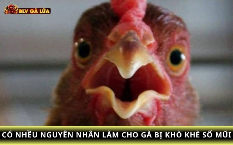 Những nguyên nhân gà bị khò khè sổ mũi Những nguyên nhân gà bị khò khè sổ mũi
