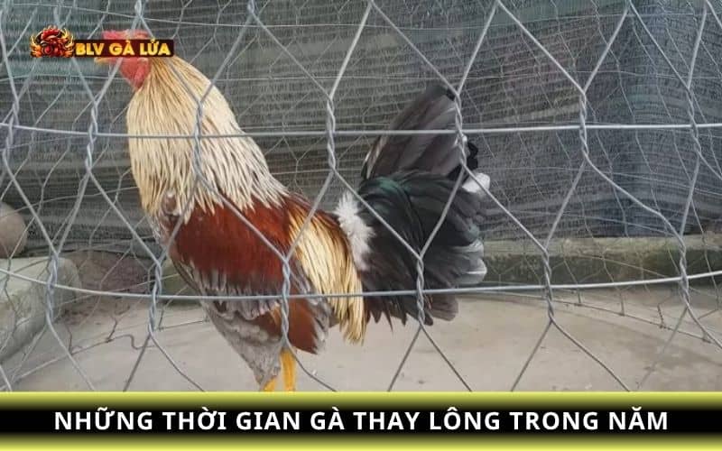 Những thời gian gà thay lông trong năm Những thời gian gà thay lông trong năm