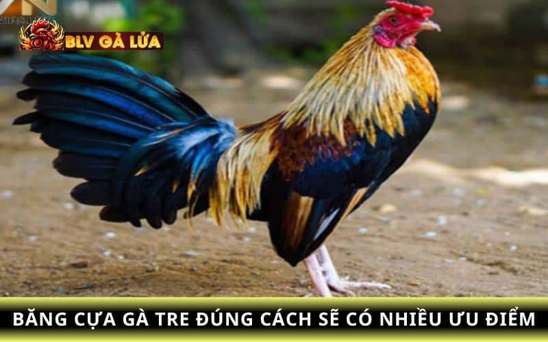 Những ưu điểm khi băng cựa gà tre đúng cách Những ưu điểm khi băng cựa gà tre đúng cách