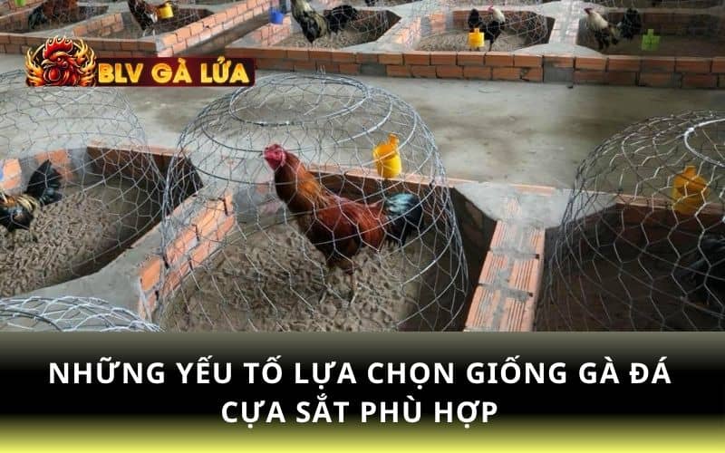 Những yếu tố lựa chọn giống gà đá cựa sắt Những yếu tố lựa chọn giống gà đá cựa sắt