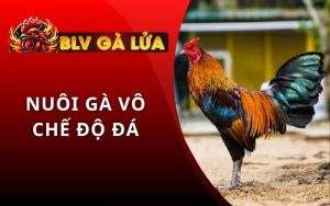Nuôi Gà Vô Chế Độ Đá