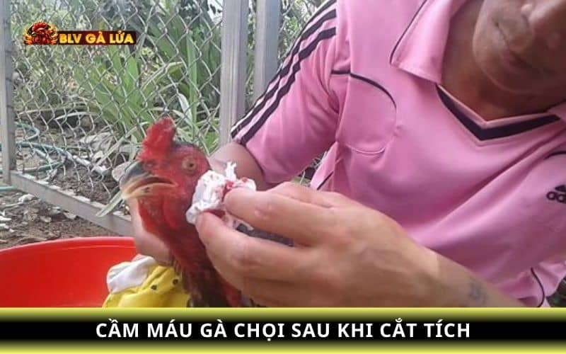 Sau khi cắt tích tai gà chọi bạn hãy dùng bột cầm máu để vết thương nhanh hồi phục Sau khi cắt tích tai gà chọi bạn hãy dùng bột cầm máu để vết thương nhanh hồi phục