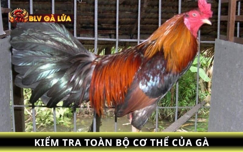 Sau khi gà đá về bạn nên kiểm tra vết thương để dễ dàng xử lý Sau khi gà đá về bạn nên kiểm tra vết thương để dễ dàng xử lý