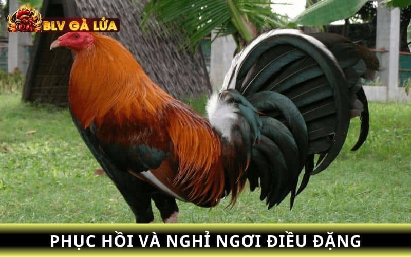 Sau khi tập luyện bạn nên cho gà nghỉ ngơi để hồi sức Sau khi tập luyện bạn nên cho gà nghỉ ngơi để hồi sức