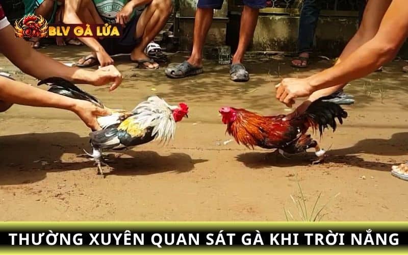 Sư kê thường xuyên theo dõi trạng thái của gà khi trời nóng ẩm