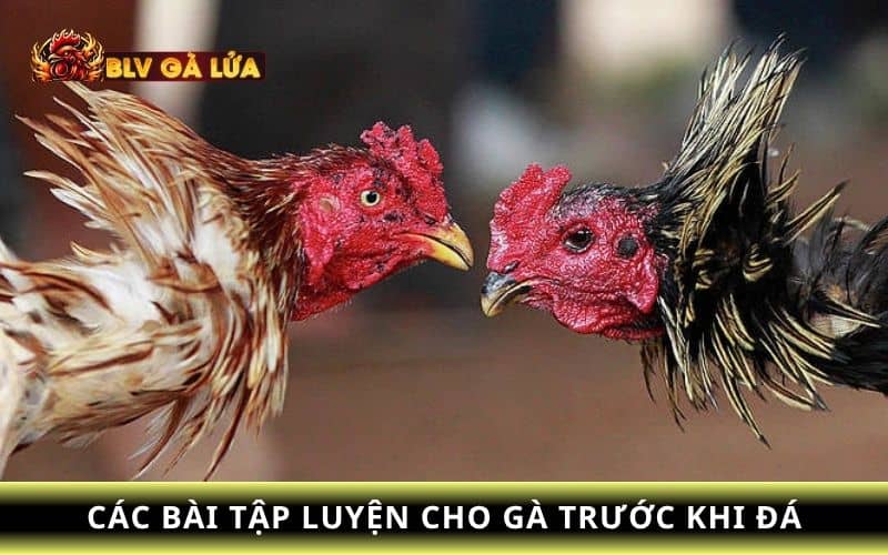 Tập luyện là một trong những chế độ nuôi gà trước khi đá Tập luyện là một trong những chế độ nuôi gà trước khi đá
