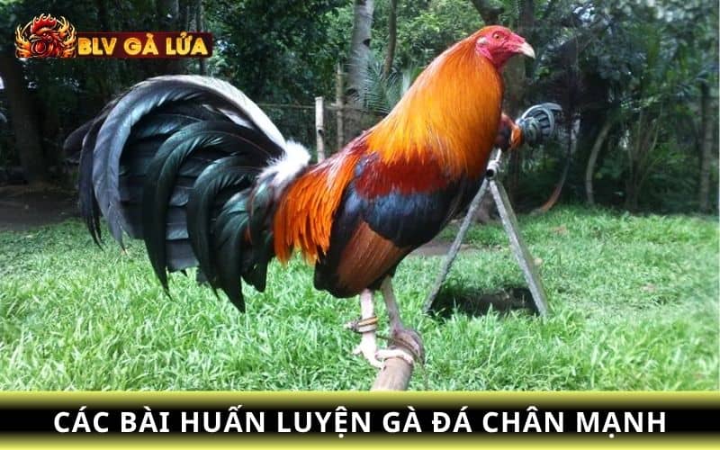 Tập luyện nhảy cóc cho gà Tập luyện nhảy cóc cho gà