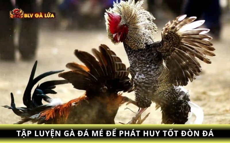Tập luyện thêm các bài tập để gà phát huy đòn đá tốt nhất Tập luyện thêm các bài tập để gà phát huy đòn đá tốt nhất