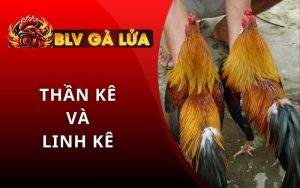 Thần Kê Và Linh Kê