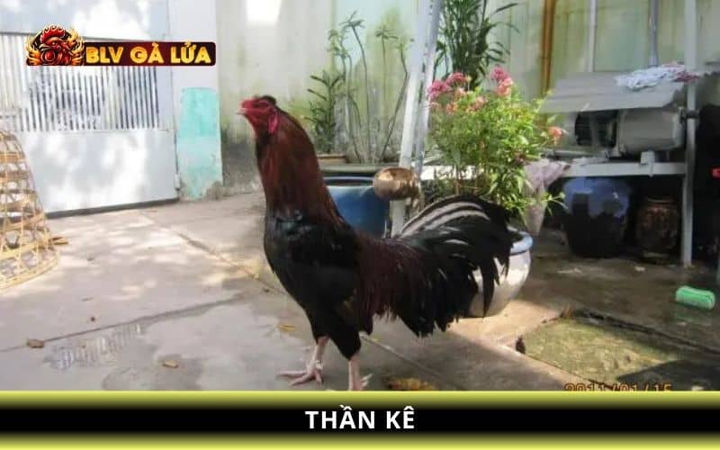 Thần kê Thần kê