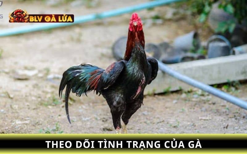 Theo dõi tình trạng của gà sau khi đá về Theo dõi tình trạng của gà sau khi đá về