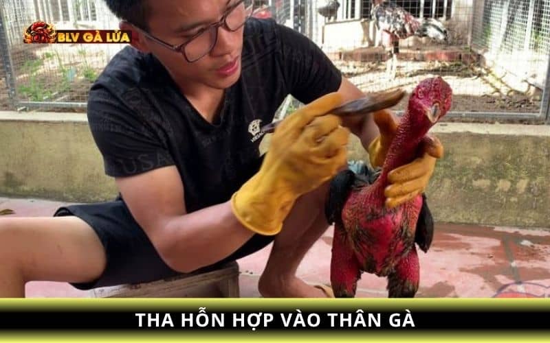 Thoa nghệ vào cơ thể gà chọi