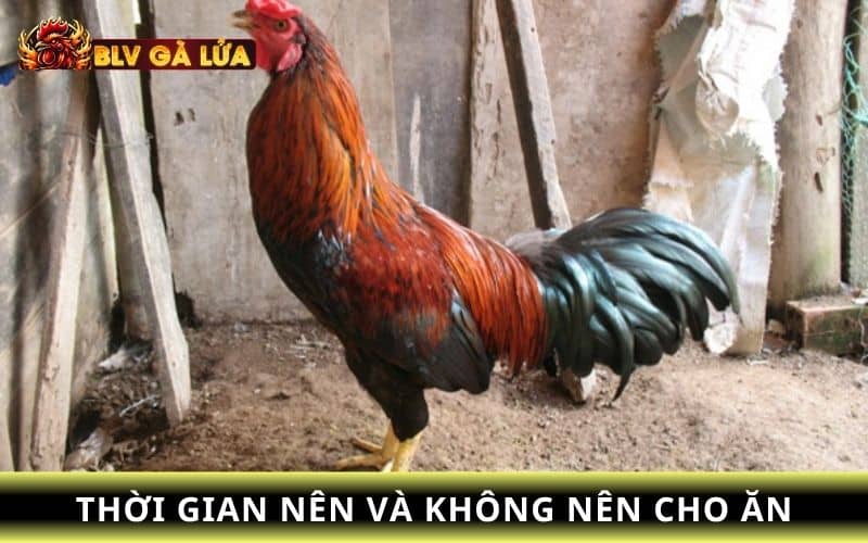 Thời gian cho gà ăn trước khi đá hợp lý Thời gian cho gà ăn trước khi đá hợp lý
