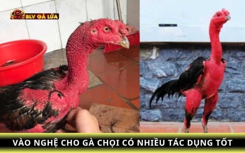 Vào nghệ cho gà chọi có nhiều lợi ích
