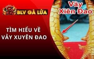 Vảy Xuyên Đao
