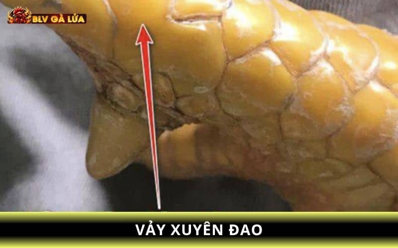 Vảy xuyên đao có hình dạng như lưỡi dao và mọc gần khu vực cựa Vảy xuyên đao có hình dạng như lưỡi dao và mọc gần khu vực cựa