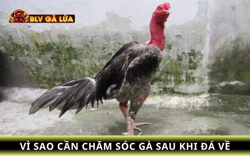 Vì gà thường mắc nhiều sức và trấn thương cần được chăm sóc để hồi phục Vì gà thường mắc nhiều sức và trấn thương cần được chăm sóc để hồi phục