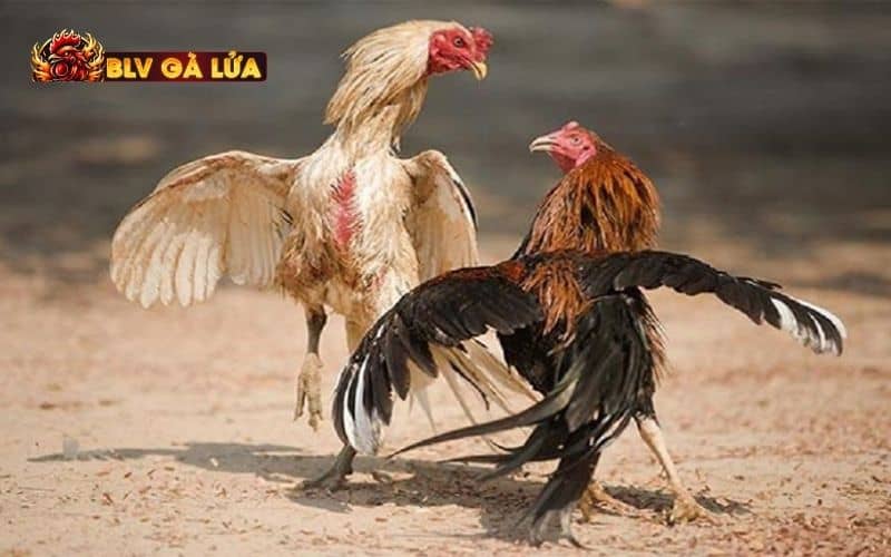 Vì giúp gà có những đòn đá uy lực, phong độ ổn định khi thi đấu Vì giúp gà có những đòn đá uy lực, phong độ ổn định khi thi đấu