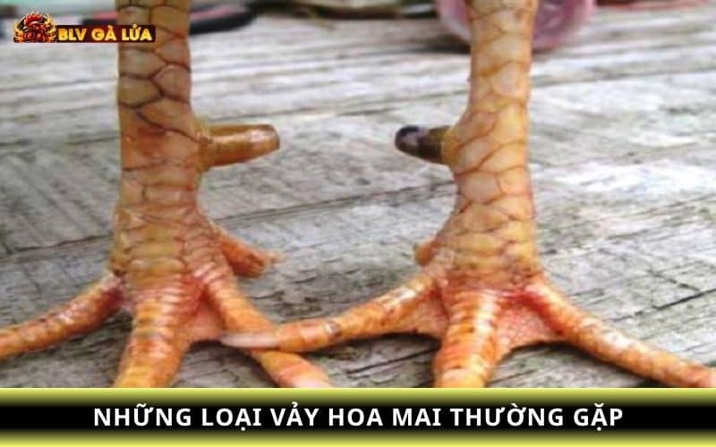 Các loại vảy gà hoa mai Các loại vảy gà hoa mai