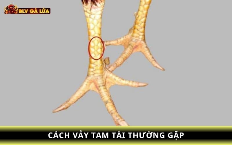 Các loại vảy gà tam tài thường gặp Các loại vảy gà tam tài thường gặp