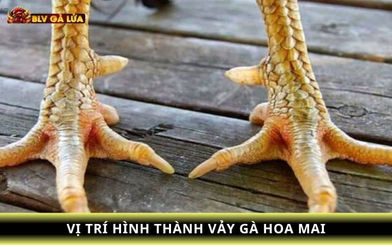 Các vị trí của vảy gà hoa mai có thể xuất hiện trên chân gà Các vị trí của vảy gà hoa mai có thể xuất hiện trên chân gà